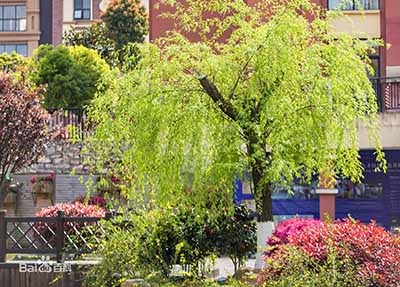 è´µé³å¹¼å¿å¸èå­¦æ ¡