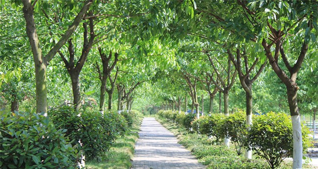 川大科技园职业技能学院(崇州校区)林荫小道