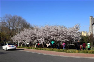 凉山卫生学校|凉山卫校（西昌卫校）学费