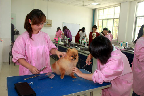 山东现代畜牧兽医专修学校