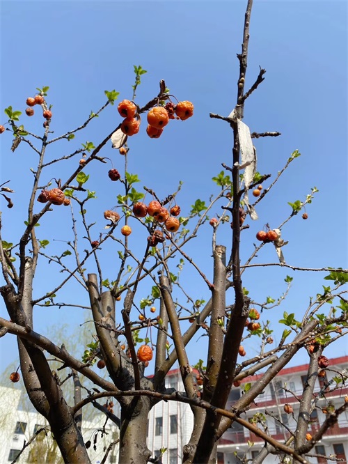 山东煤炭技师学院：春暖花开美校园，不忘初心育新人