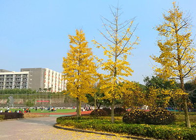 ä¹å±±å¸å¥¥æå¹åå­¦æ ¡