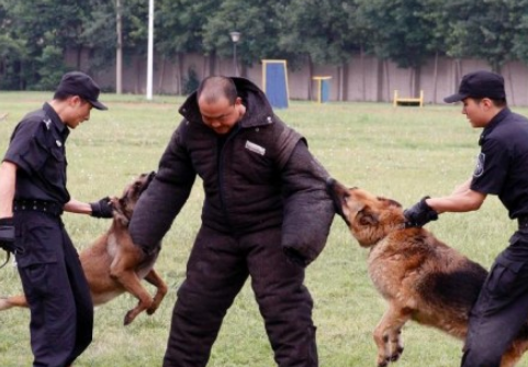 警犬技术专业怎么样 就业前景好不好(10条）