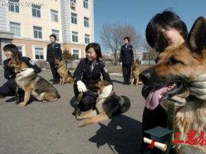 警犬技术专业怎么样 就业前景好不好(10条）