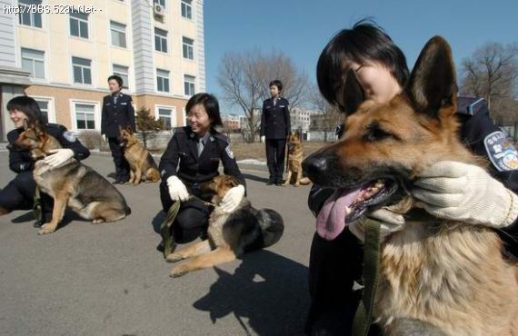 警犬技术专业怎么样 就业前景好不好(10条）