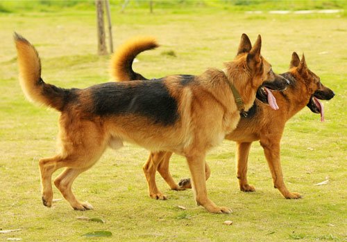 警犬技术专业怎么样 就业前景好不好(10条）