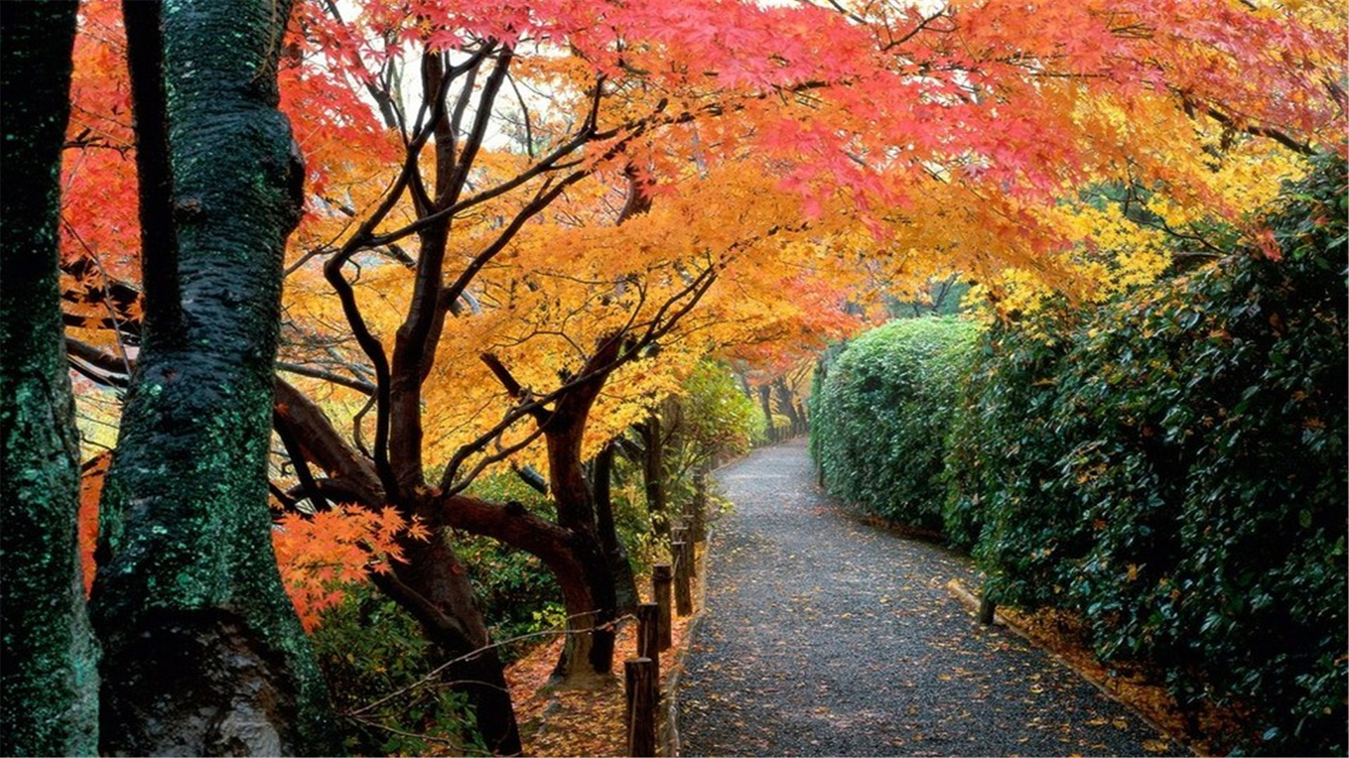 æ¥æ¬å¹´è½»å¥³æ§æ¶å´ å¯ºåºä¼å