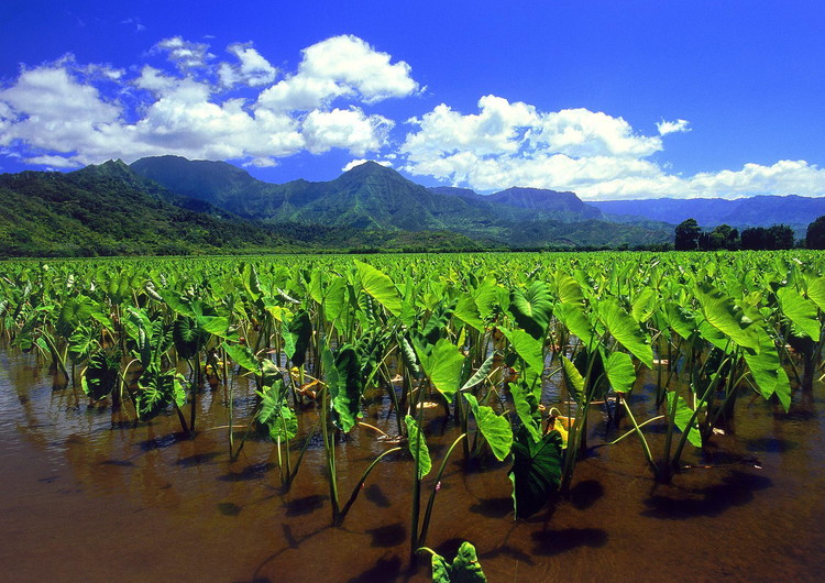 å¤å¨å¤·å°å²é£å(ç»å¾)