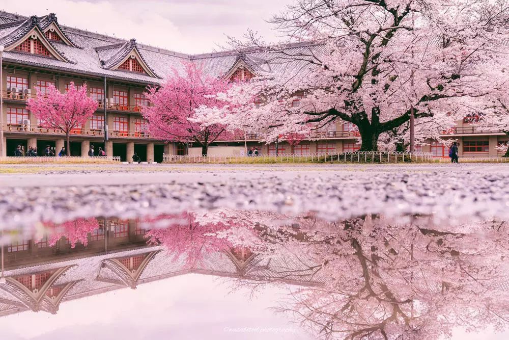 æ¨±è±é£æ¯å¾ç æ¨±è±é£æ¯å¾çå¤§å¨