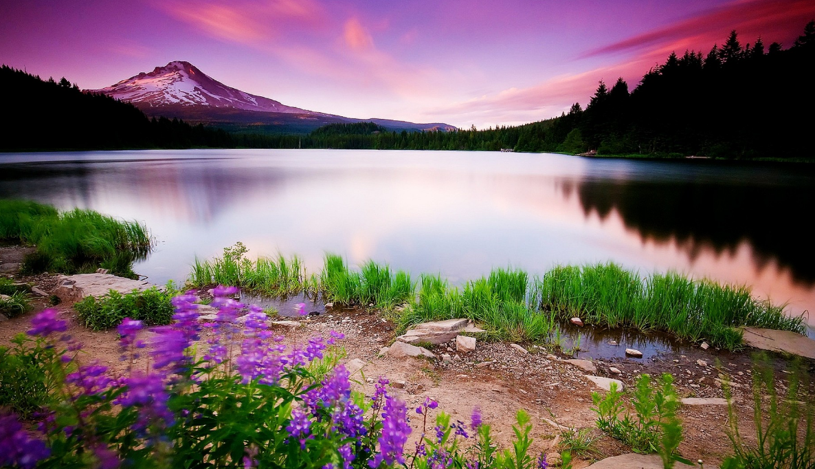 é£æ¯ èªç¶é£æ¯ é«æ¸ é²è± äºå½© 