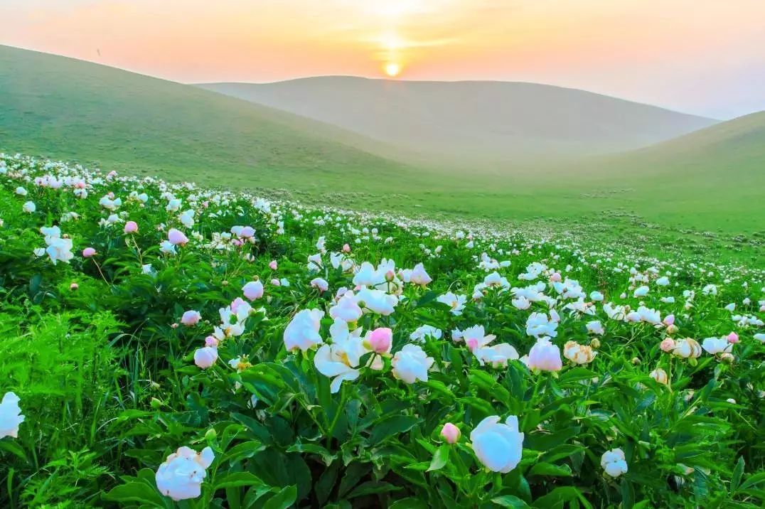 æ å¥èè¯è±çè±æè¾ç­