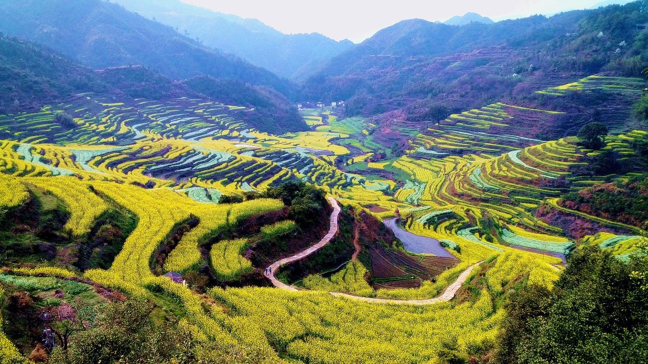 ç¯å²­è±æµ·æ¢¯ç°