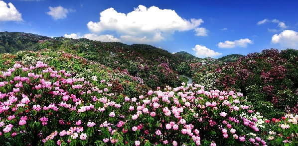 è´µå·æ¯èç¾éæé¹è±æµ·ã