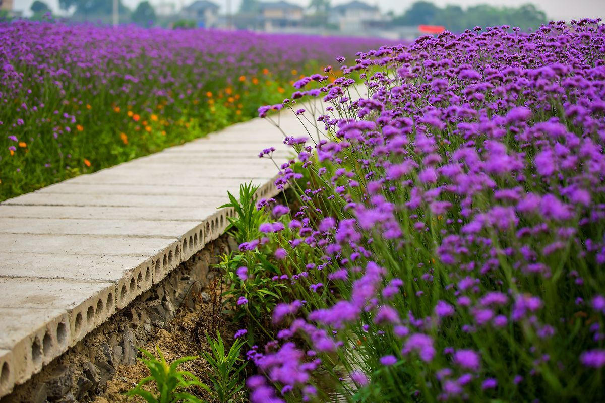 â²è»æµ¦æè±æµ·